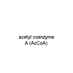 acetyl coenzyme A (AcCoA)